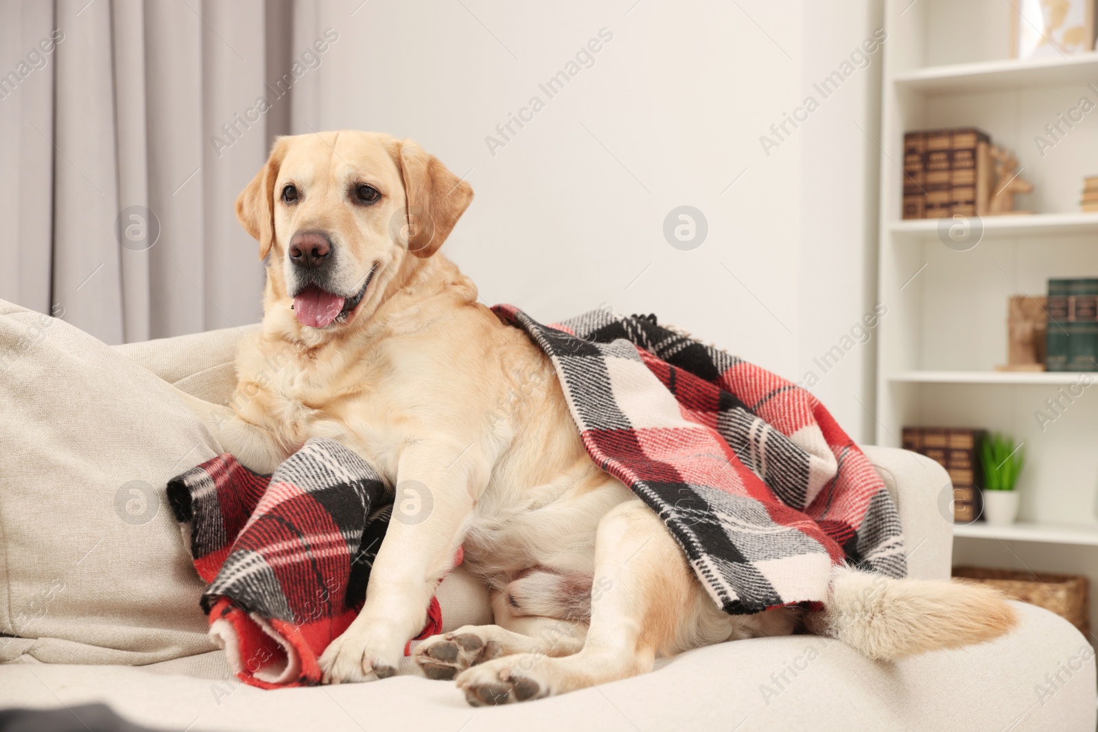 Photo of Cute Labrador Retriever with plaid on sofa at home