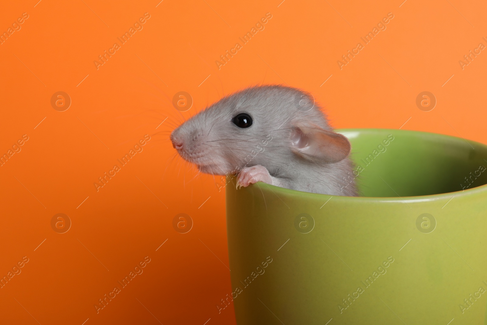 Photo of Cute small rat in green ceramic cup on orange background, closeup. Space for text