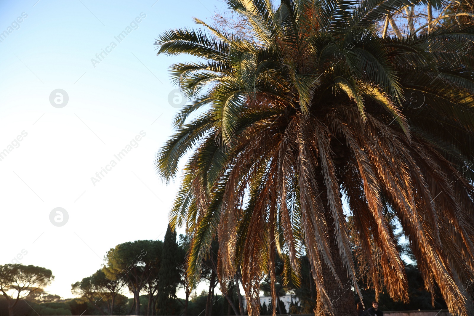 Photo of Beautiful palm tree growing in park, low angle view