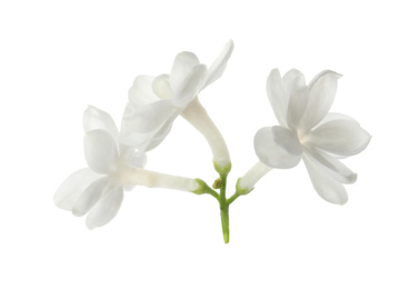 Photo of Beautiful fresh lilac blossom isolated on white