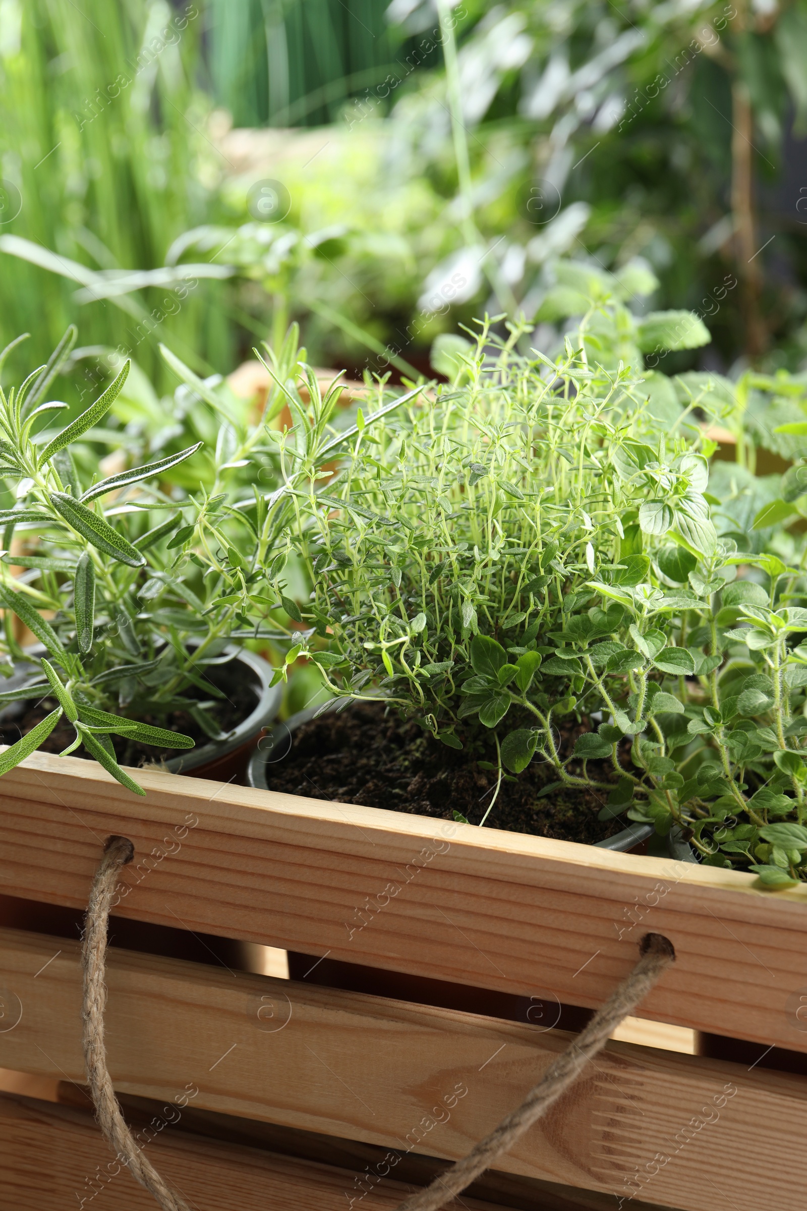 Photo of Different aromatic potted herbs in wooden crate, closeup