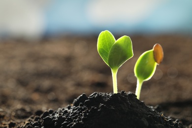 Young vegetable seedlings growing in soil outdoors, space for text