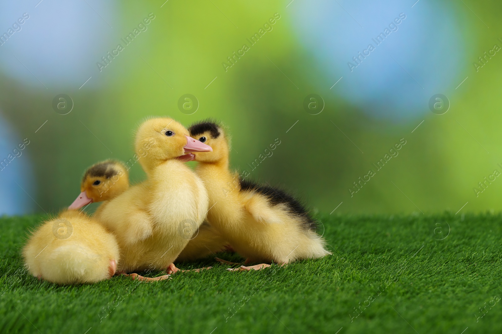 Photo of Cute fluffy ducklings on artificial grass against blurred background, space for text. Baby animals