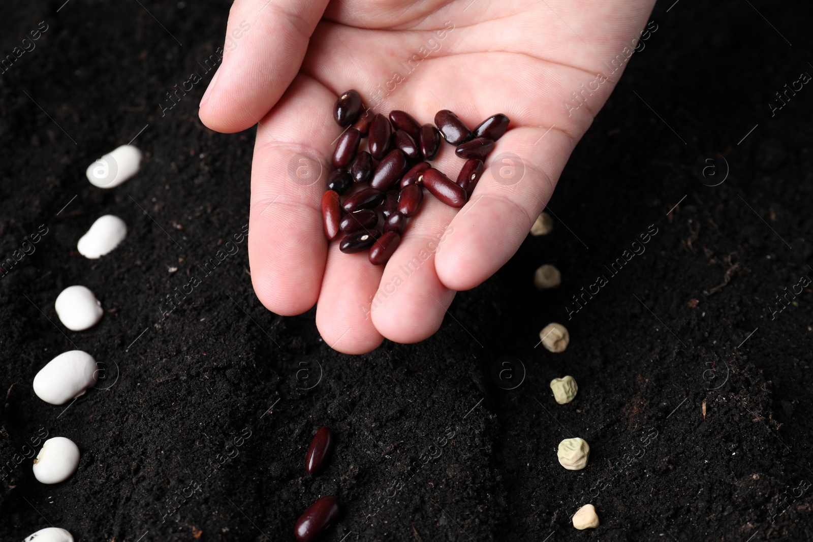 Photo of Woman with beans near fertile soil, closeup. Vegetable seeds