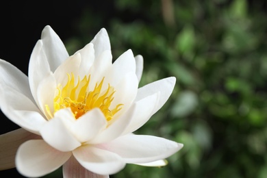 Photo of Beautiful white lotus flower on blurred green background, closeup