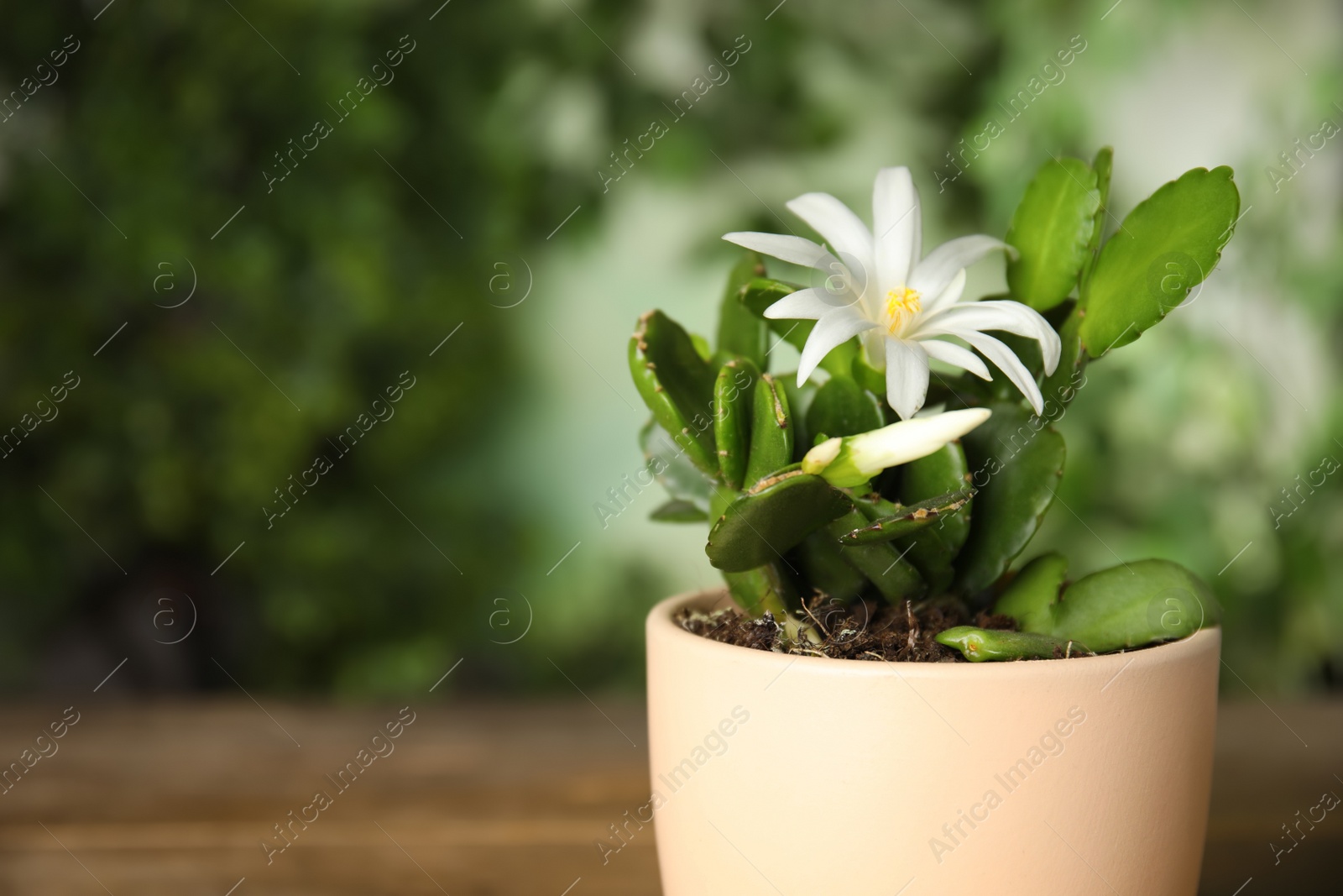 Photo of Beautiful blooming Schlumbergera (Christmas or Thanksgiving cactus) in pot against blurred background, closeup. Space for text