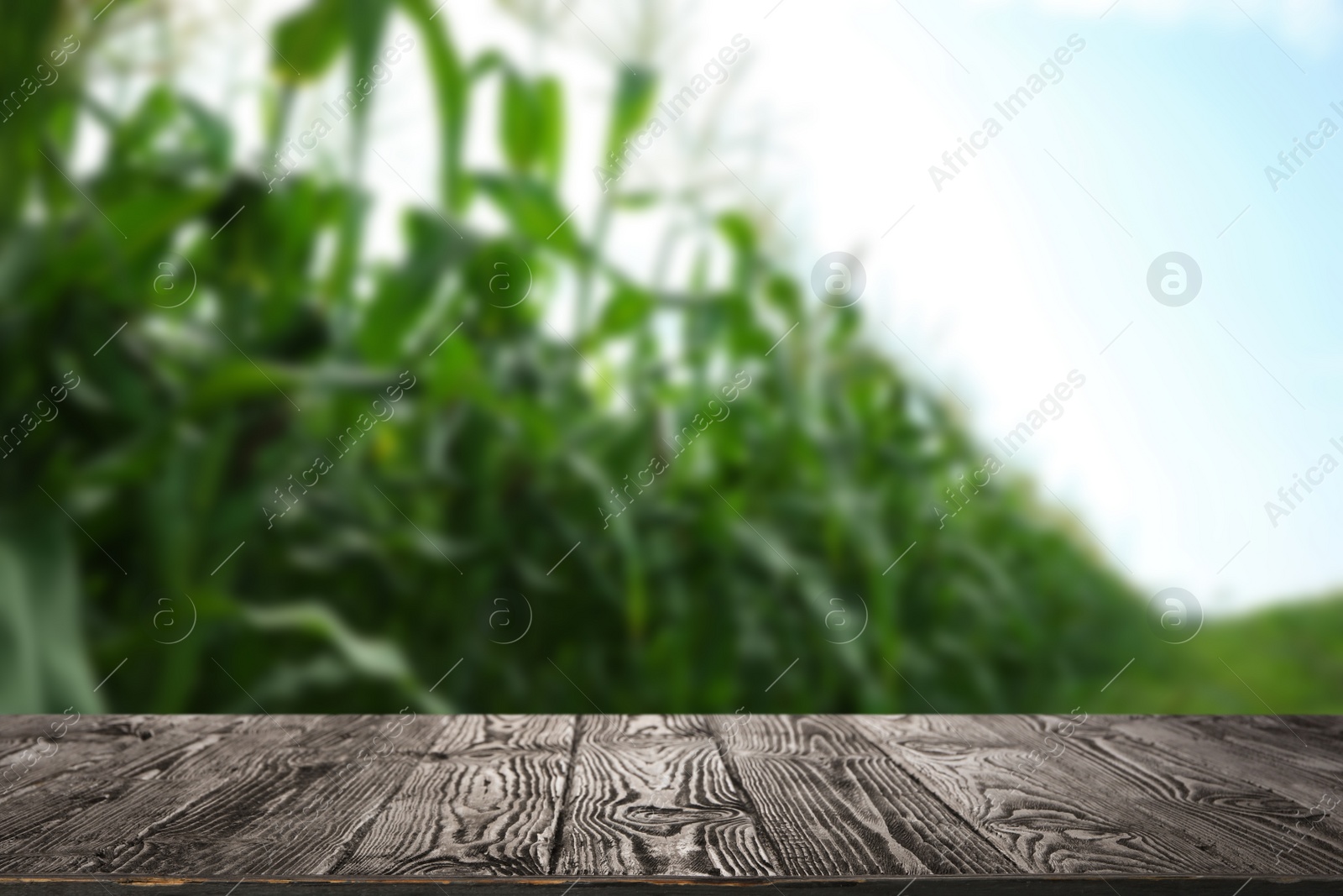 Image of Empty wooden surface and blurred view of corn plants field. Space for text