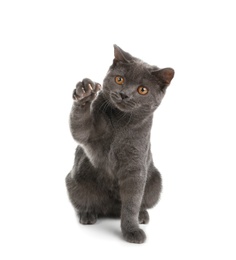 Photo of Adorable grey British Shorthair cat on white background