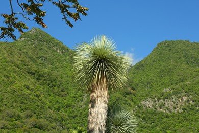 Photo of Beautiful palm trees with green leaves against mountains and blue sky