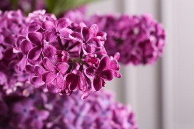 Beautiful blooming lilac flowers against blurred background, closeup. Space for text