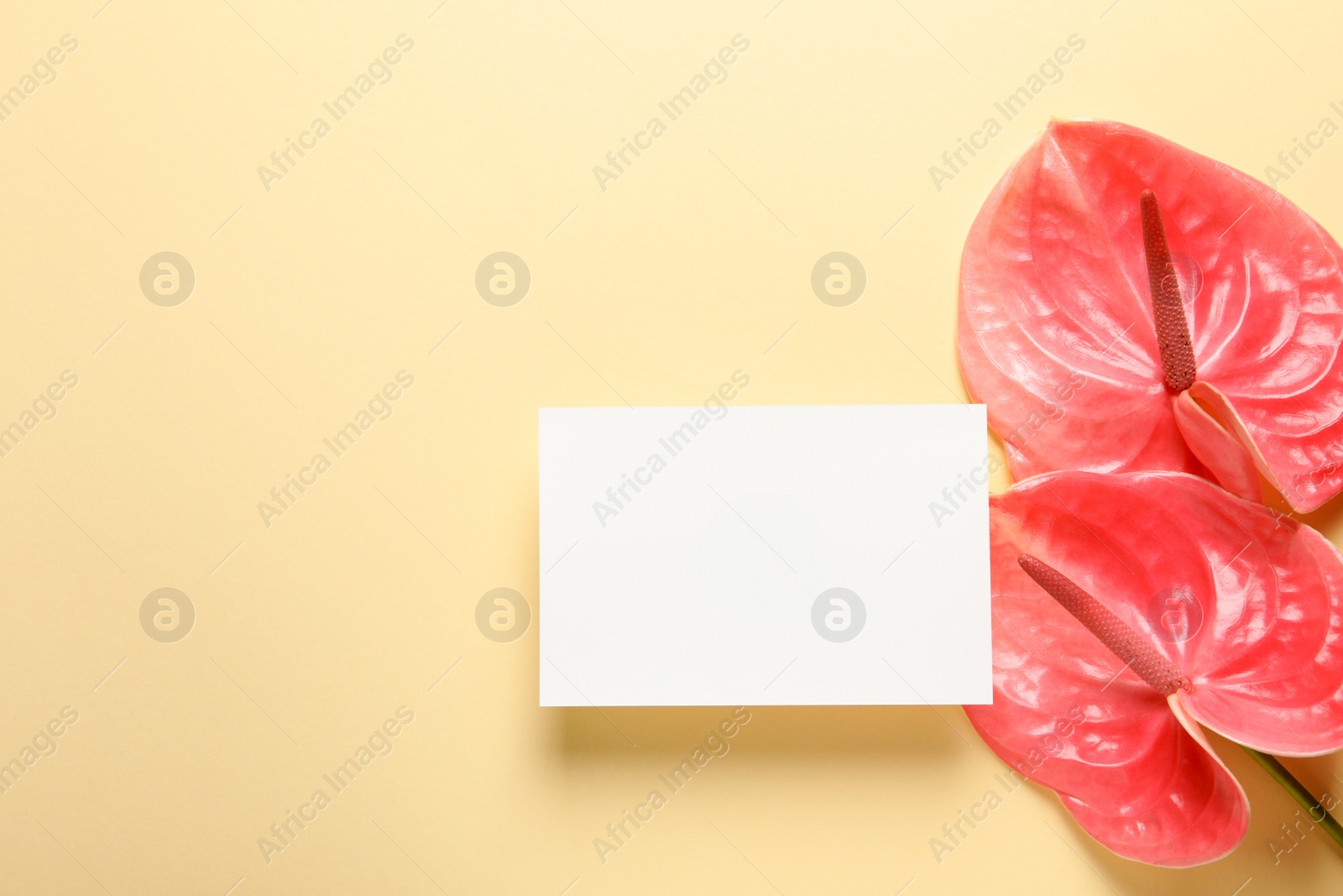 Photo of Creative composition with tropical flowers and card on color background, top view