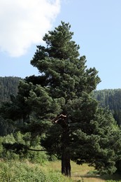 Photo of Beautiful spruce tree in forest under light blue sky