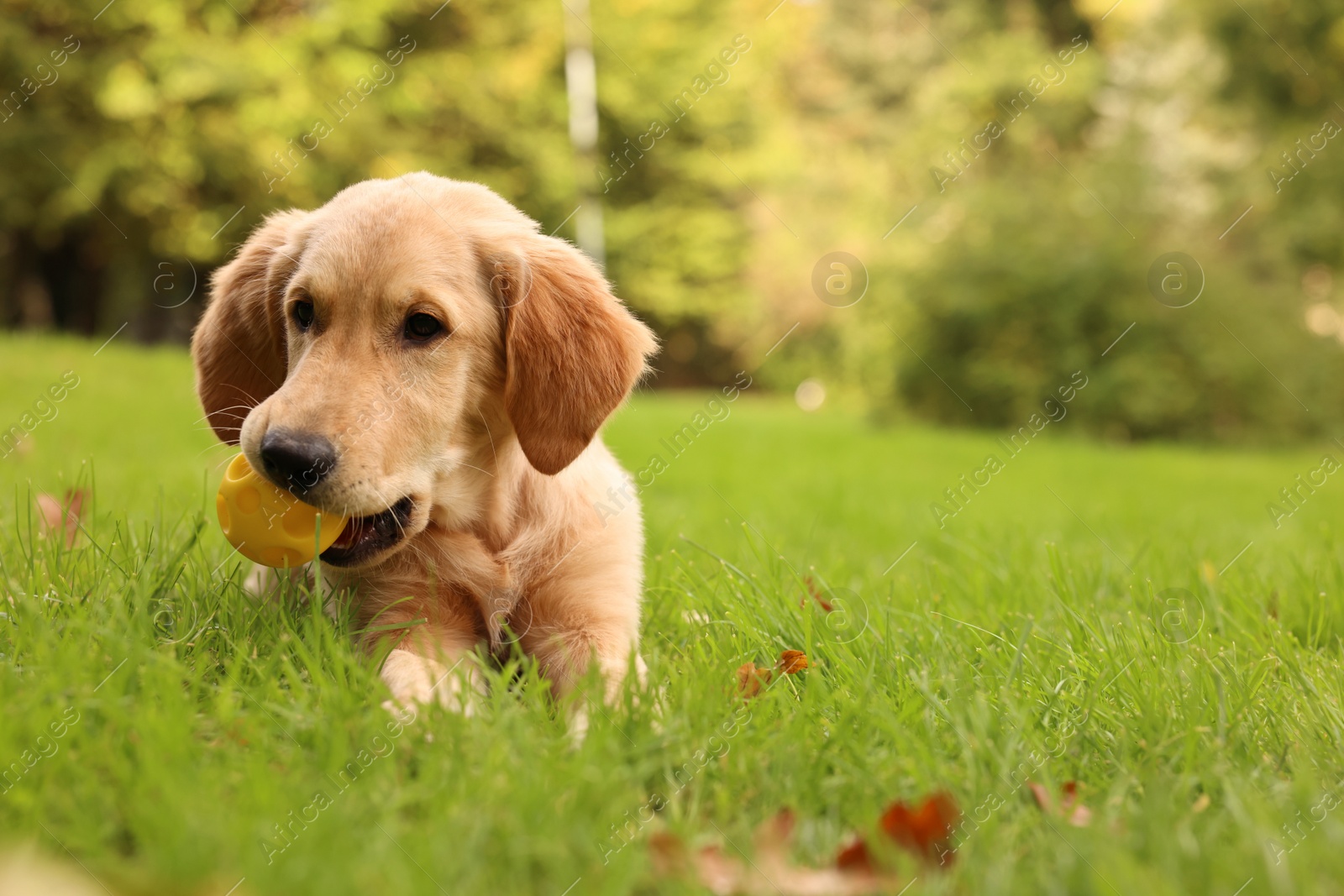 Photo of Cute Labrador Retriever puppy playing with ball on green grass in park, space for text