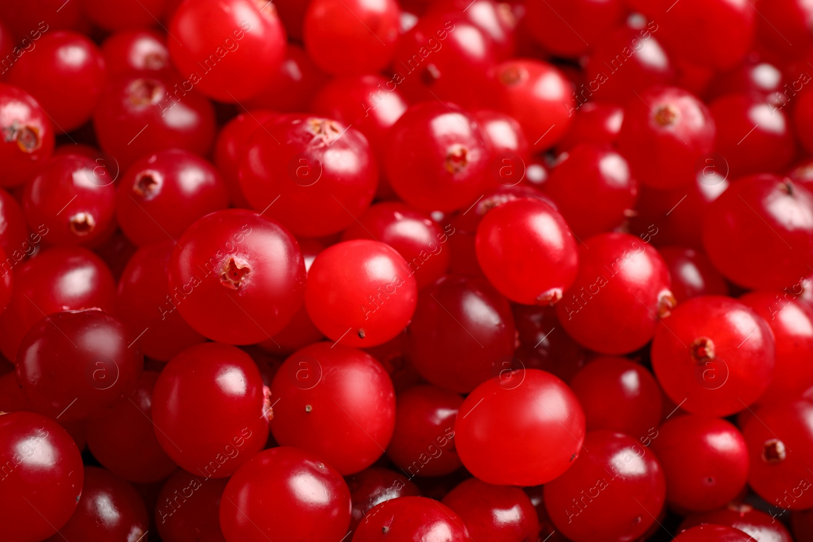 Photo of Fresh ripe cranberries as background, closeup view