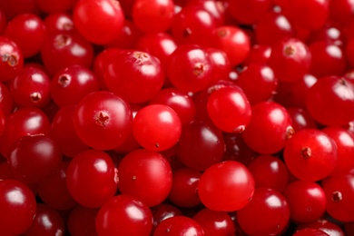 Fresh ripe cranberries as background, closeup view