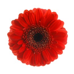 Image of Beautiful red gerbera flower on white background