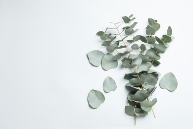 Photo of Eucalyptus branches with fresh leaves on white background, top view