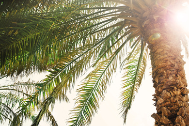 Image of Beautiful tropical palm tree outdoors on sunny day