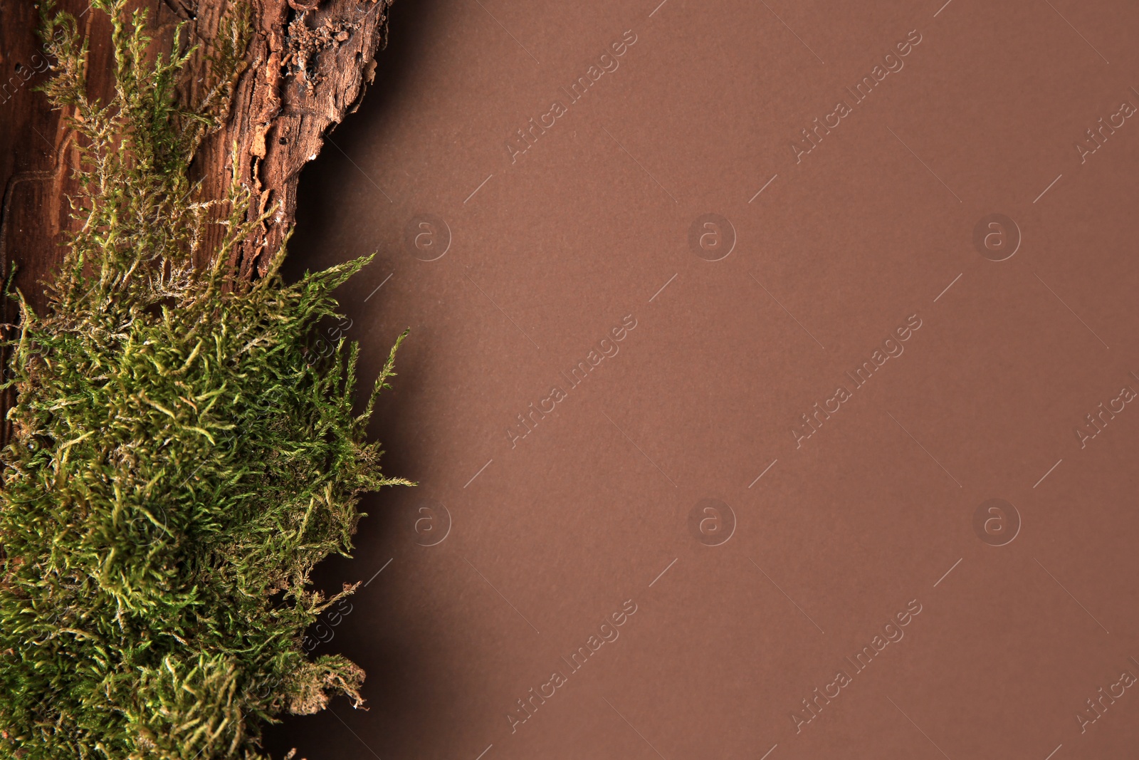 Photo of Tree bark piece with moss on brown background, top view. Space for text