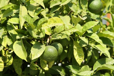 Unripe green tangerines growing on tree outdoors. Citrus fruit