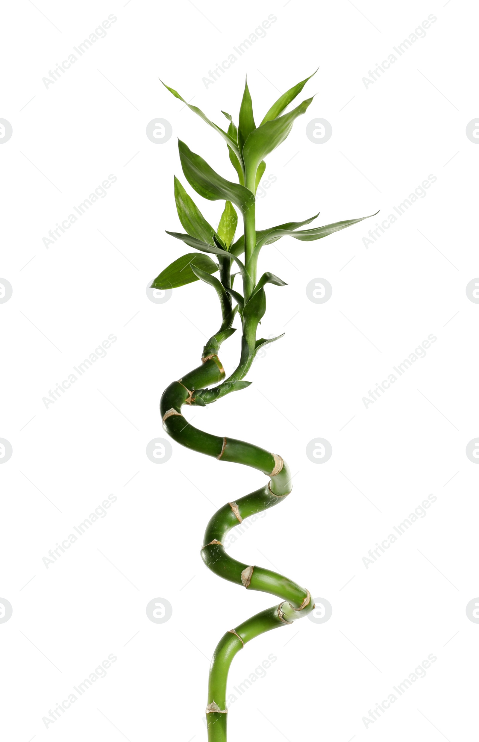 Photo of Green bamboo stem with leaves on white background