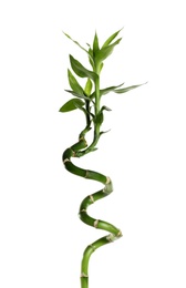 Green bamboo stem with leaves on white background