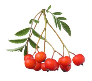 Bunch of ripe rowan berries with green leaves on white background