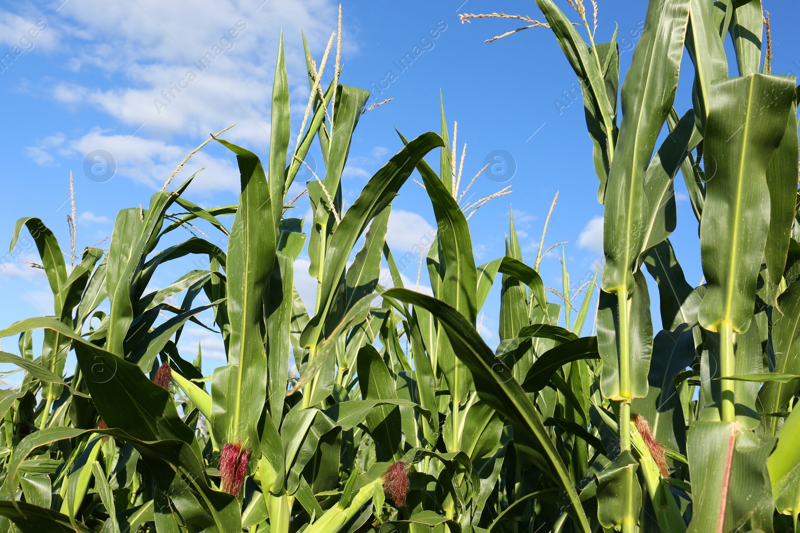 Photo of Beautiful view of corn growing in field