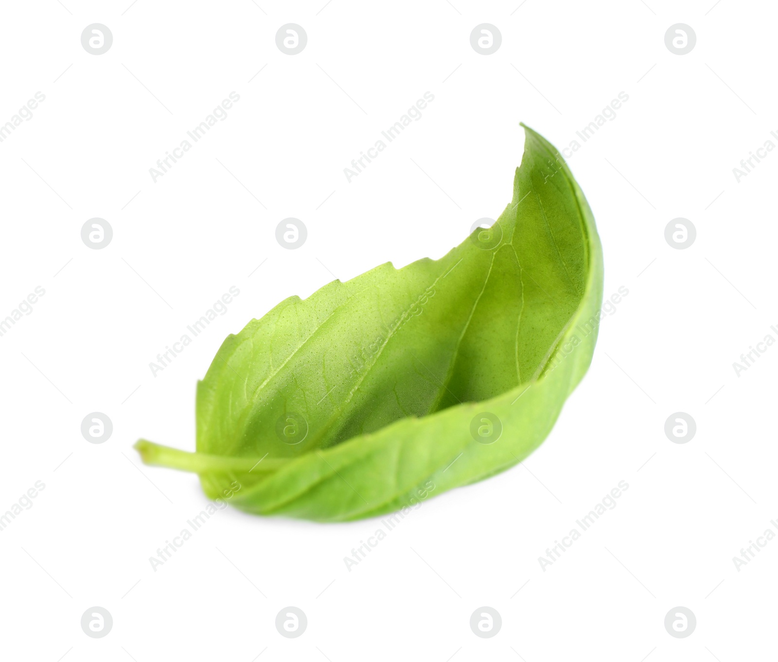 Photo of Fresh green basil leaf isolated on white