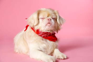 Photo of Cute Pekingese dog with bandana on pink background