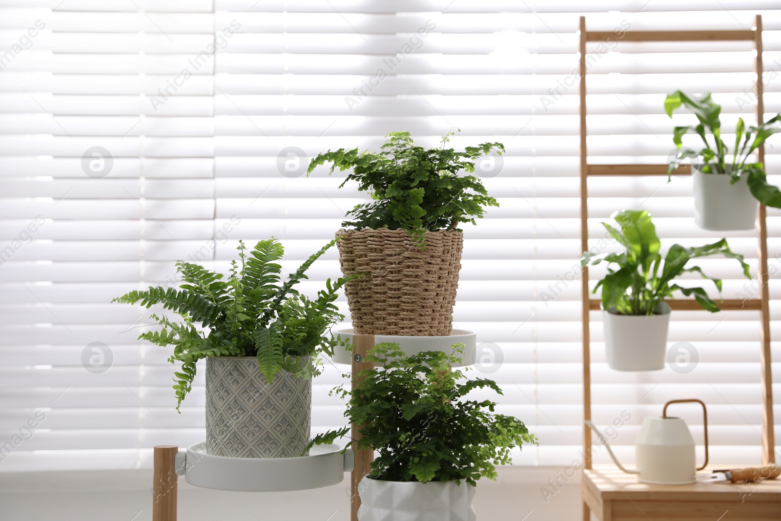 Photo of Beautiful fresh ferns on rack near window indoors