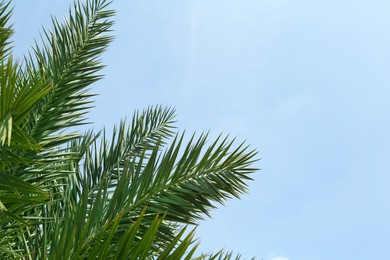 Photo of Beautiful palm with green leaves against blue sky, space for text