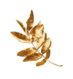 Twig of golden rowan leaves isolated on white. Autumn season