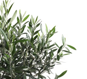 Photo of Beautiful young olive tree isolated on white, closeup