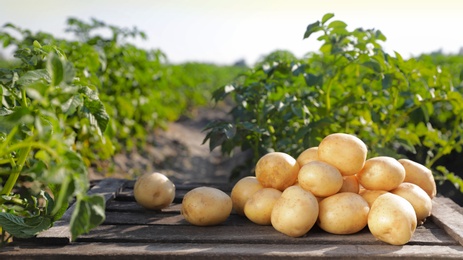 Photo of Wooden crate with raw young potatoes in field on summer day