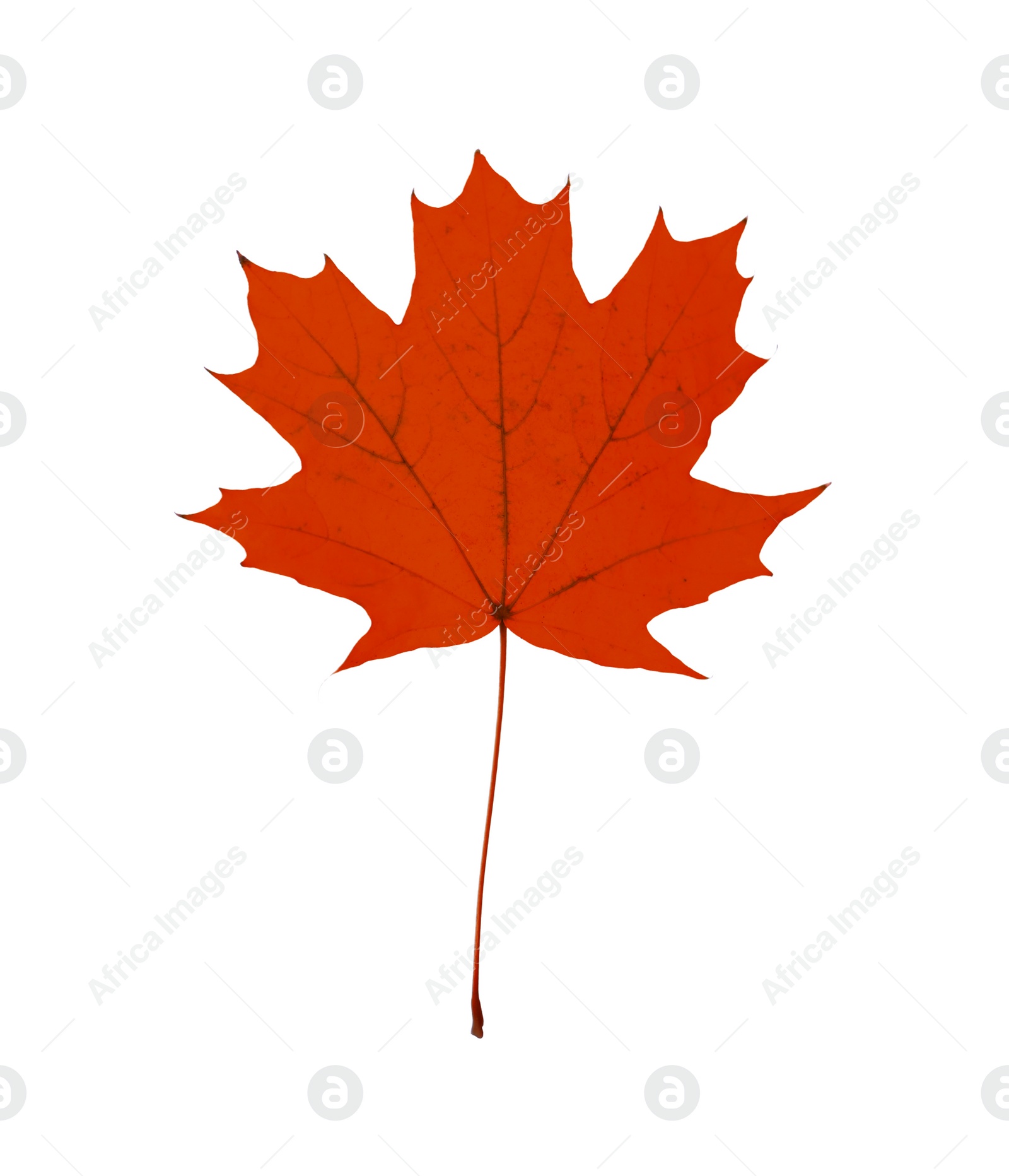 Image of Beautiful red maple leaf isolated on white. Autumn season