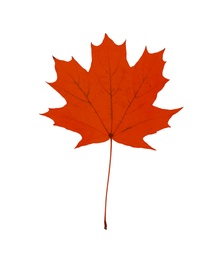 Beautiful red maple leaf isolated on white. Autumn season