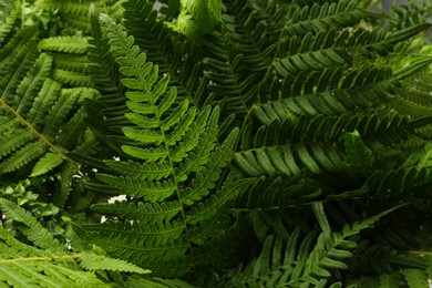 Photo of Green fern plant with lush leaves as background