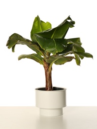 Photo of Fresh green banana plant on white background