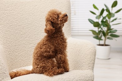 Cute Maltipoo dog resting on armchair at home, space for text. Lovely pet