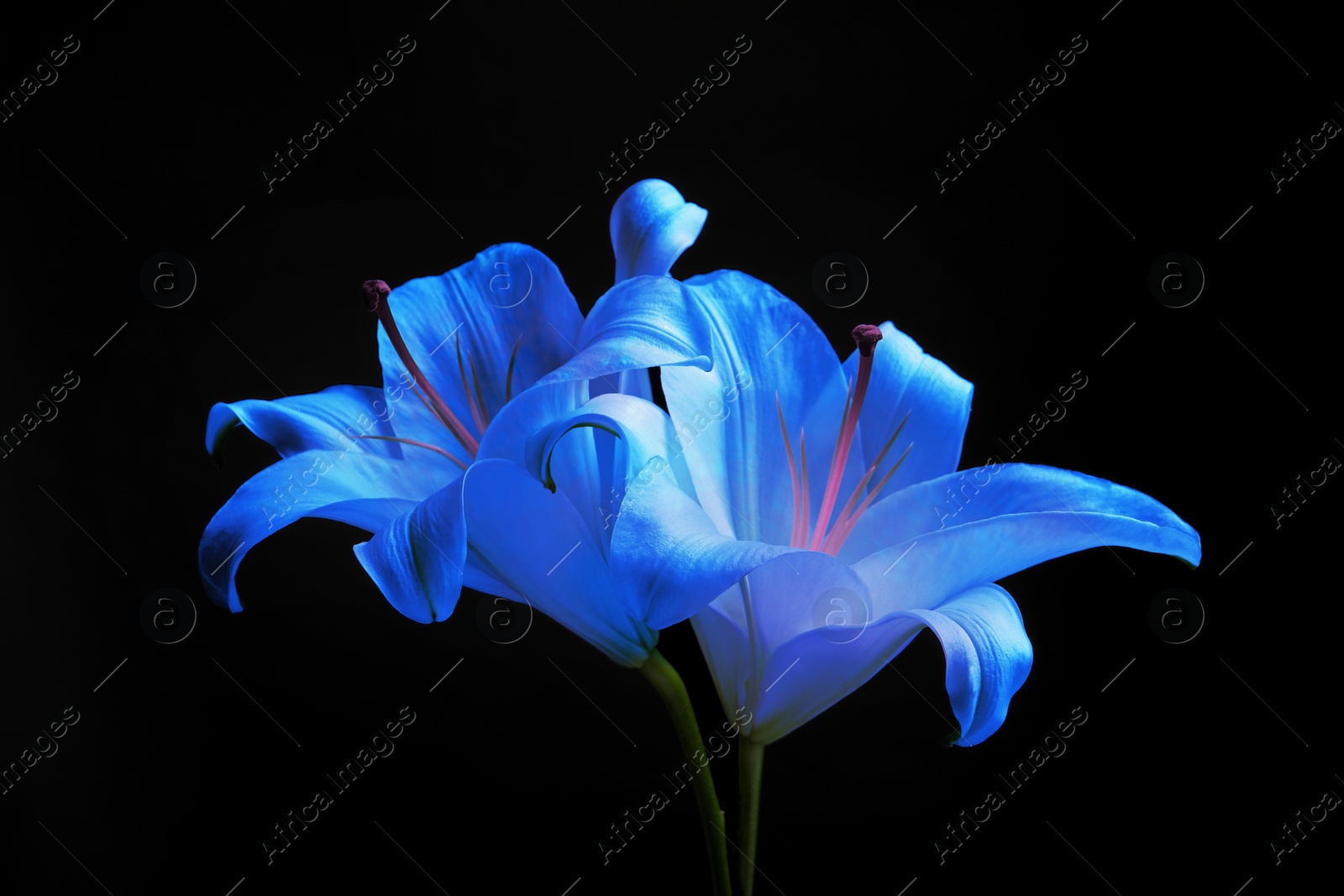 Image of Amazing blue lily flowers on black background