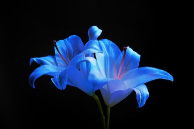 Amazing blue lily flowers on black background