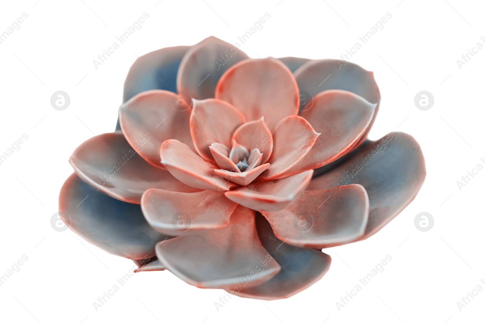 Image of Beautiful succulent plant on white background, closeup view