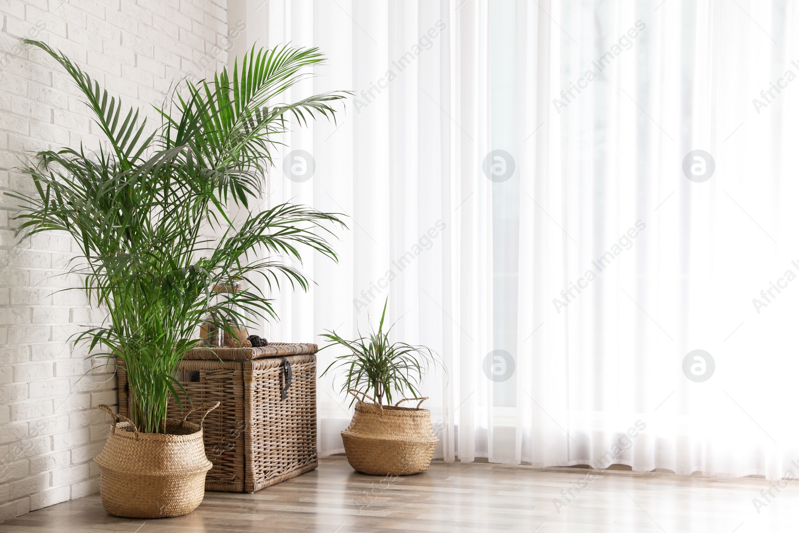 Photo of Beautiful green potted plants in stylish room interior. Space for text