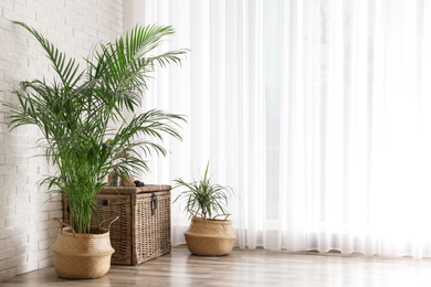 Photo of Beautiful green potted plants in stylish room interior. Space for text