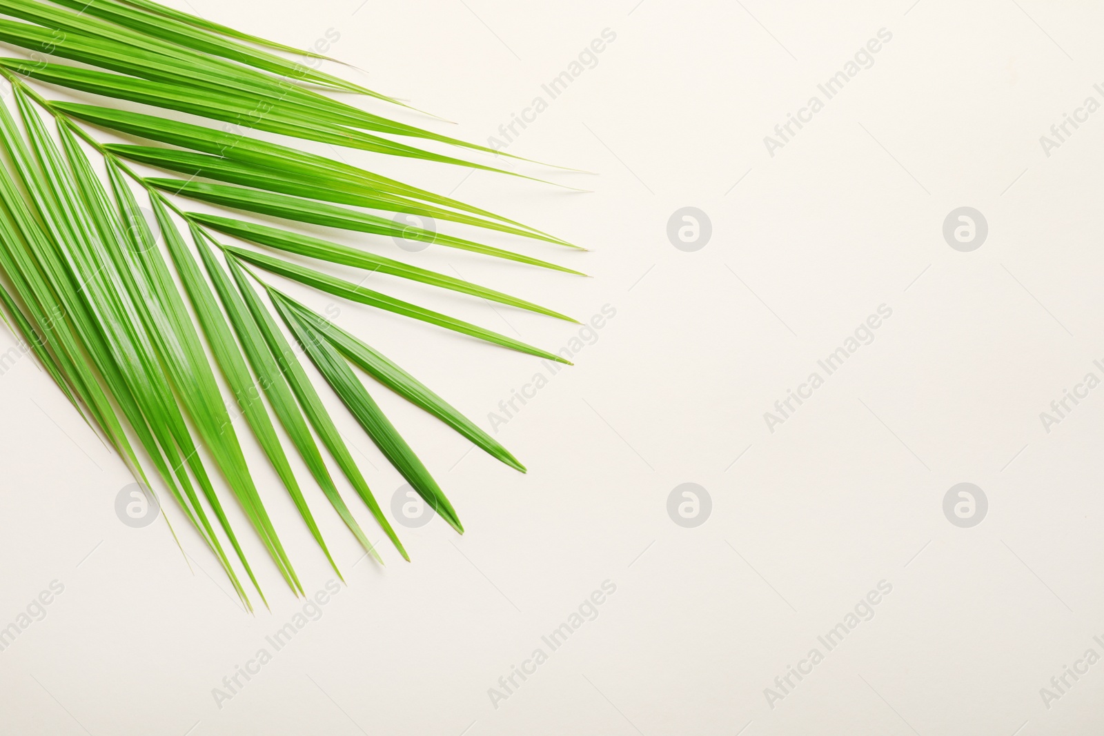 Photo of Beautiful tropical Sago palm leaf on light background, top view