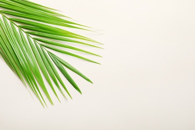 Beautiful tropical Sago palm leaf on light background, top view