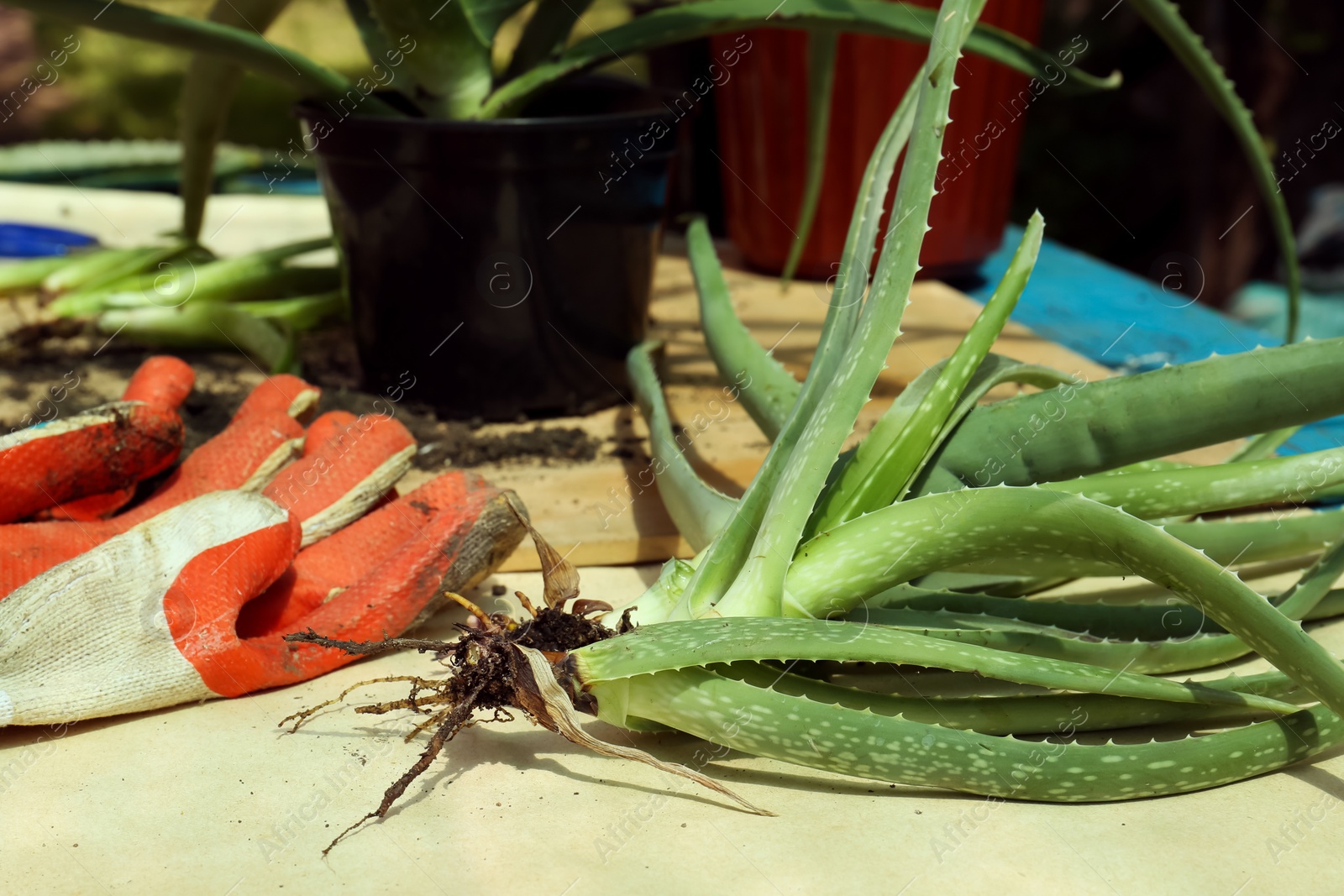 Photo of Aloe vera plants and gardening gloves on table outdoors