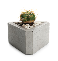 Photo of Cactus in concrete pot isolated on white. Succulent plant