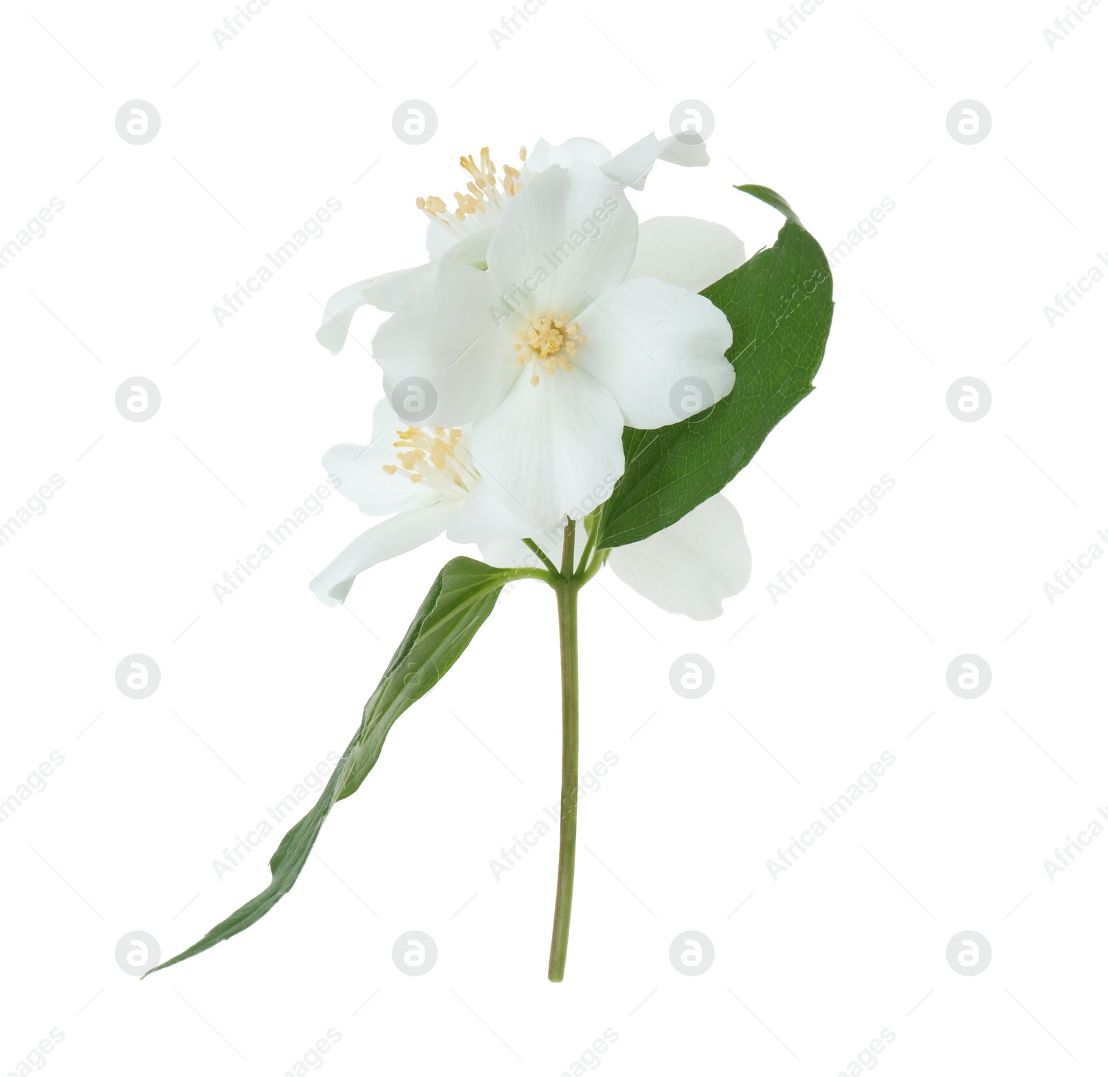 Photo of Branch of jasmine flowers and leaves isolated on white